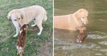 “Eine echte Heldentat” Hund rettet Reh-Baby vor dem Ertrinken – das süße Video geht viral