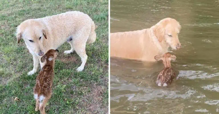 “Eine echte Heldentat” Hund rettet Reh-Baby vor dem Ertrinken – das süße Video geht viral