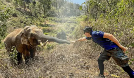 Elefant trifft Tierarzt, der ihm vor 12 Jahren das Leben rettete Seine Reaktion geht unter die Haut