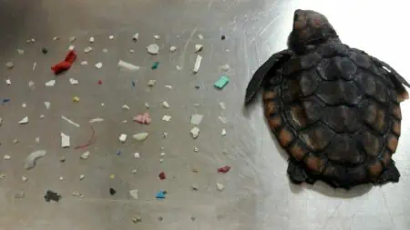 Erschütterndes Foto – der Grund für den Tod dieser Baby-Schildkröte macht einfach nur wütend