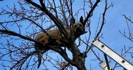 Feuerwehreinsatz Der Grund, warum dieser Hund in einer Baumkrone feststeckt, ist unglaublich lustig