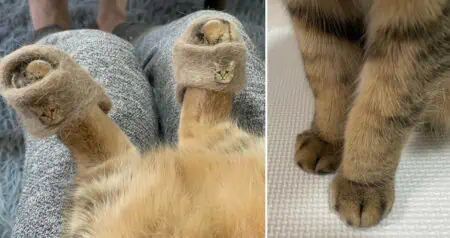 Geniale Idee Frau stellt Pantoffeln aus dem Fell ihrer Katze her – Putzige Fotos gehen viral