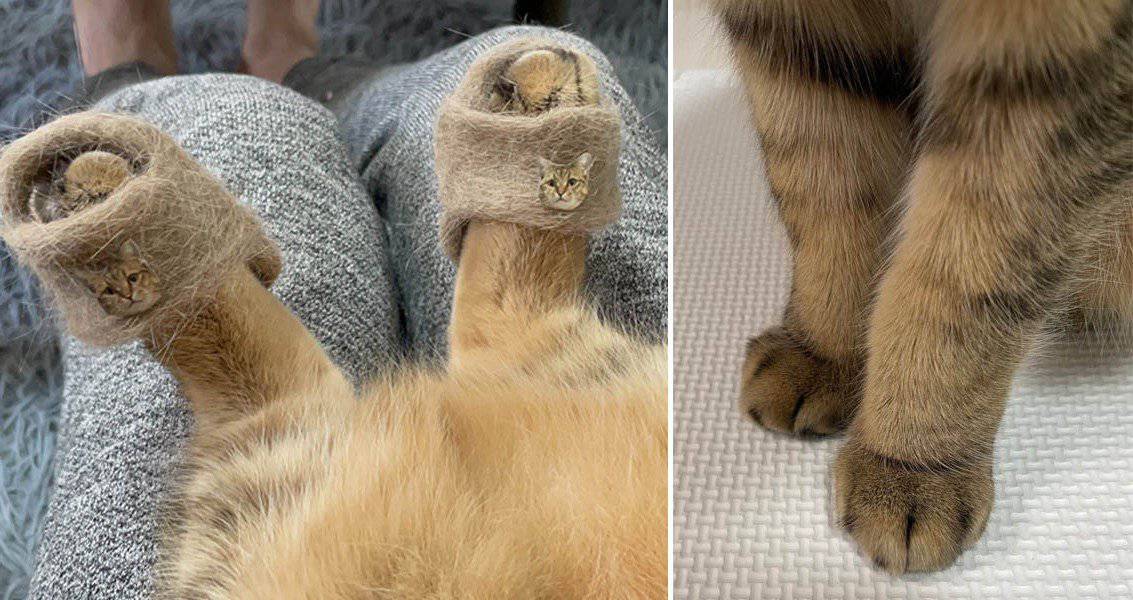 Geniale Idee Frau stellt Pantoffeln aus dem Fell ihrer Katze her Putzige Fotos gehen viral