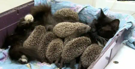 Video lässt alle Herzen schmelzen: Katzen-Mama adoptiert 8 Baby-Igel und rettet ihnen das Leben