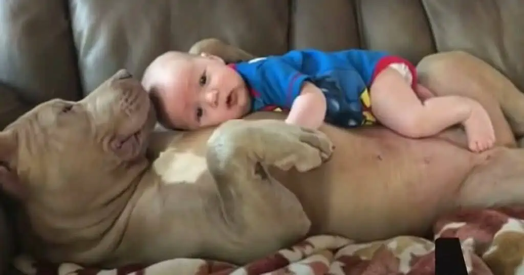 Heftige Kritik Internet ist schockiert, als Vater dieses Bild mit seinem Baby & Pitbull hochlädt