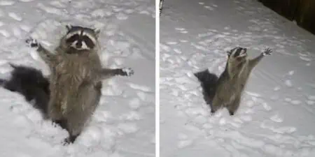 Süßes Video: Wie dieser Waschbär auf Schneeflocken reagiert, bringt tausende Herzen zum Schmelzen