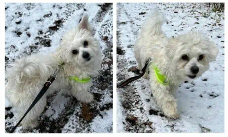 Hund gekauft ohne nachzudenken und herzlos im Tierheim abgegeben Wer gibt Lilly eine 2. Chance