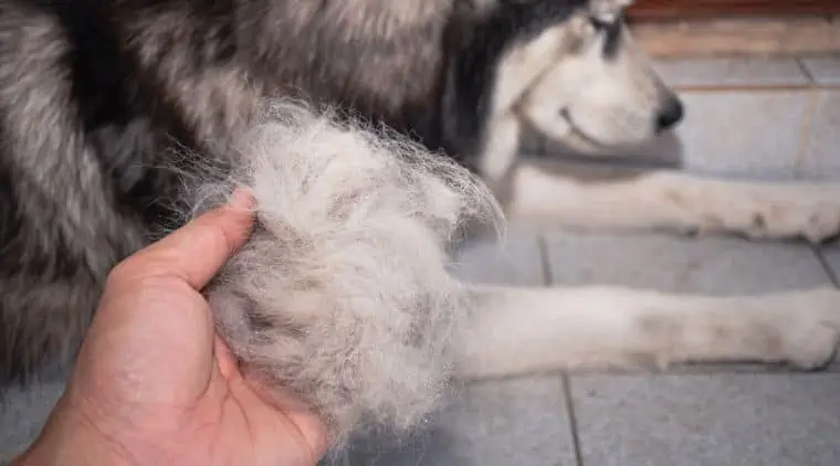 Hund verliert Fell - Haarausfall bei Hunden