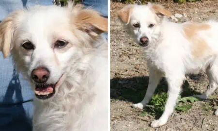 Im Tierheim, weil Besitzer starb Wer beschert dem alten Rüden “Rocky” einen schönen Lebensabend