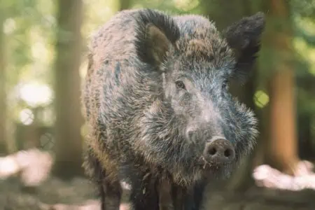 “Lass ihn los!” Mann kämpft gegen Wildschwein am S-Bahnhof – TikTok-Video geht viral