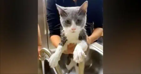 Lustiges Video bringt alle zum Lachen So genial überlistet diese Katze beim Baden ihr Frauchen
