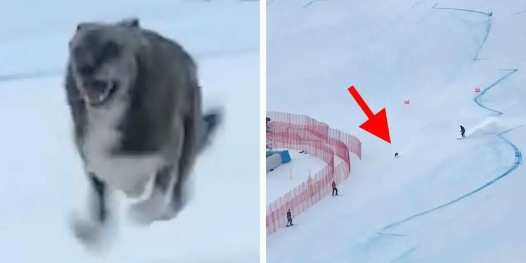 Lustiges Video geht viral Hund unterbricht Ski Weltmeisterschaft und wird zum Internet-Star