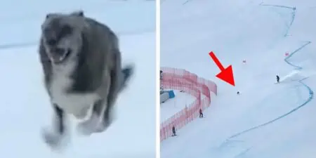 Lustiges Video geht viral Hund unterbricht Ski Weltmeisterschaft und wird zum Internet-Star