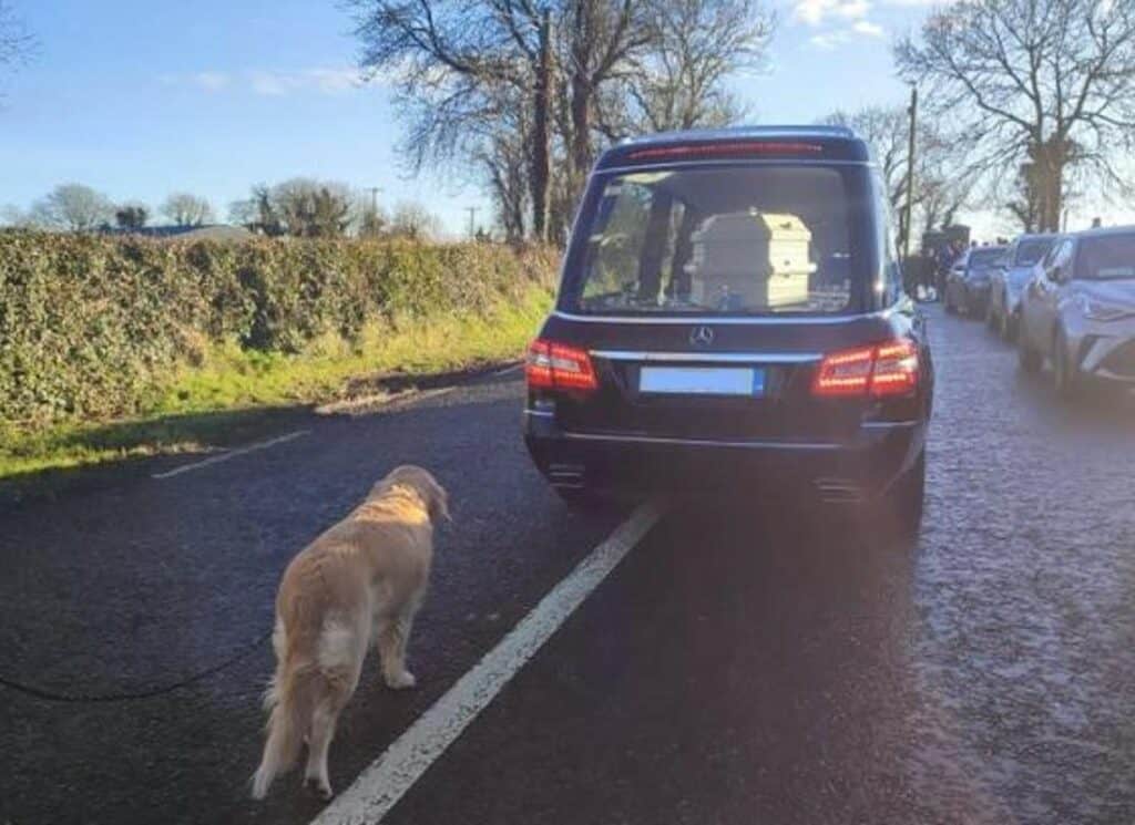 “Mir kommen die Tränen” Hund läuft Leichenwagen hinterher, nachdem sein Frauchen gestorben ist