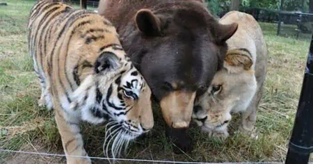 Nach Rettung aus grausamer Haltung Löwe, Bär & Tiger sind 15 Jahre beste Freunde in Auffangstation