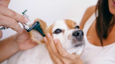 Ohrenentzündung Hund Hausmittel