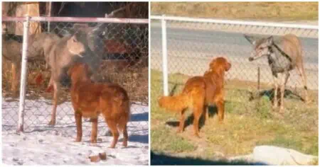 Reh und Golden Retriever werden beste Freunde am Gartenzaun – Süße Freundschaft verzaubert das Netz