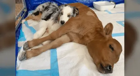 Rührende Geschichte Wie eine todkranke Baby-Kuh durch die Liebe eines Therapiehundes gerettet wird