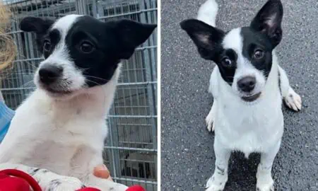 “Sein Vertrauen in Menschen ist erschüttert” - Wer gibt dem süßen Jack Russell Mix eine 2. Chance