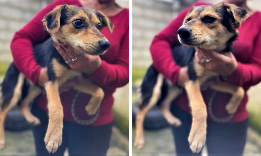 Sie wird im überfüllten Tierheim zerbrechen - Wer möchte der kleinen ...