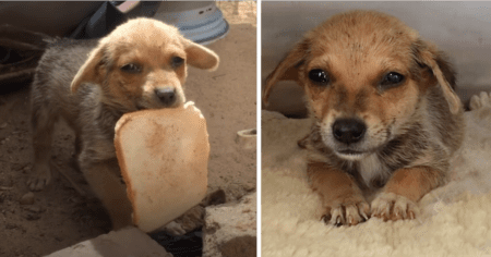 Streuner-Welpe vergießt Freudentränen, als er ein Stück Brot bekommt – das Video berührt Millionen