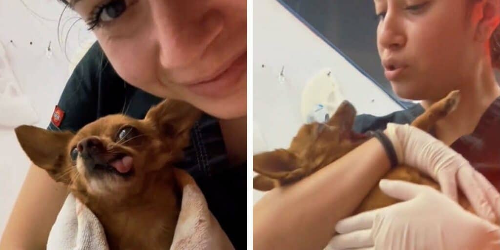Süßes Video geht viral Wie diese Tierarzthelferin Hunde nach der Narkose begrüßt, erwärmt das Herz