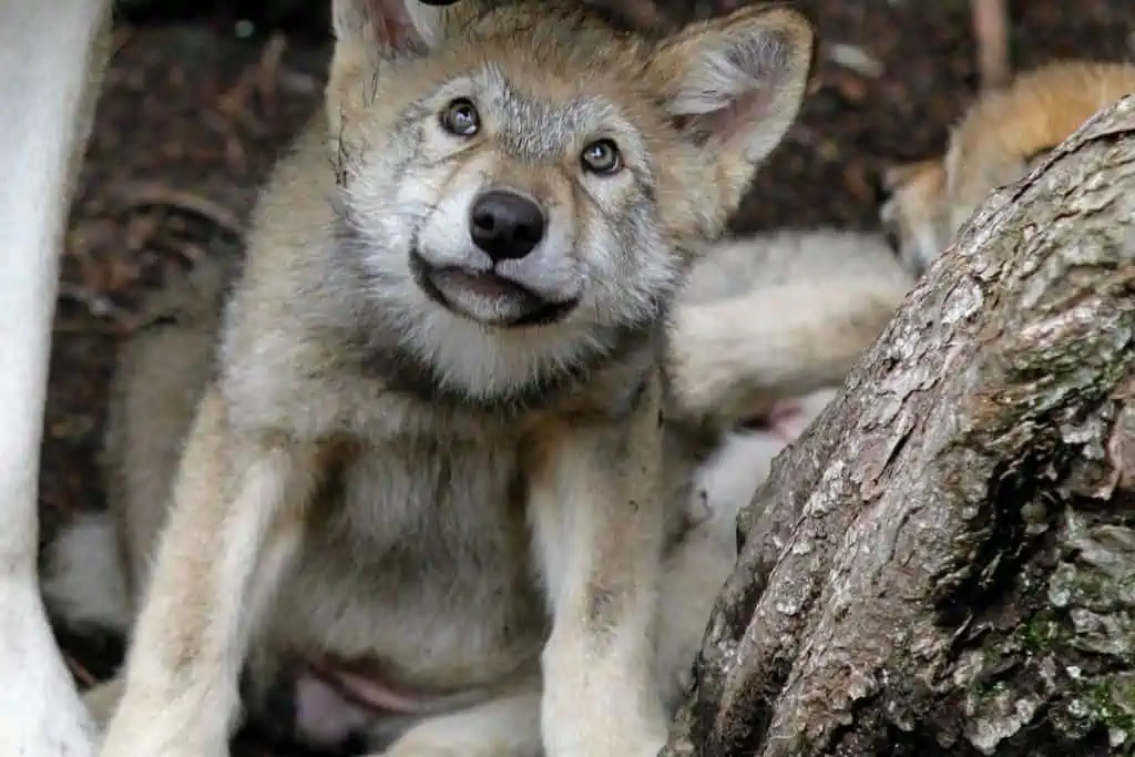 Tierschützer empört: Wölfin und Hund paaren sich - Welpen müssen gesetzlich getötet werden
