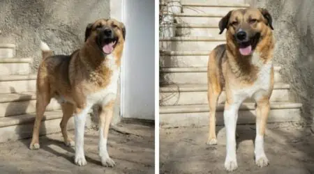 Tierschützerin wird Witwe und obdachlos - Hund “Tobby” braucht jetzt dringend ein neues Zuhause