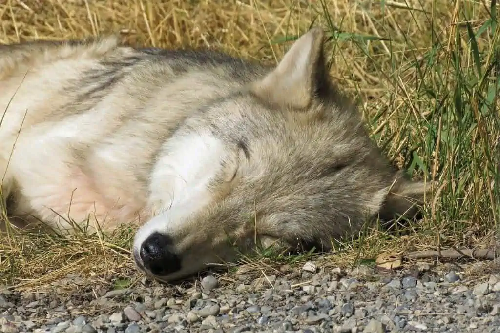 Tödliche Verwechslung Unschuldiger Hund wird erschossen, weil er Wolf ähnlich sah