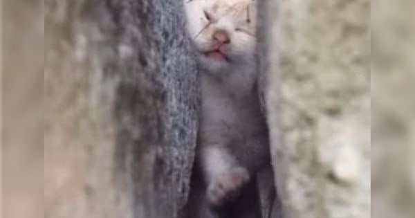 Tragisch Baby-Katze zwischen Hauswand eingeklemmt – Ihre Verwandlung nach Rettung rührt zu Tränen