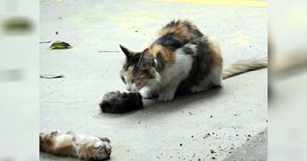 Traurige Bilder gehen um die Welt Katzen-Mama versucht verzweifelt, ihre toten Babys aufzuwecken