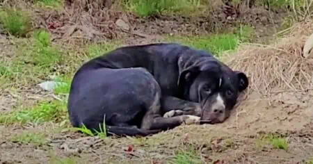 Trauriger und verletzter Hund in Blaubeerfeld gefunden – Verwandlung nach 3 Monaten rührt zu Tränen