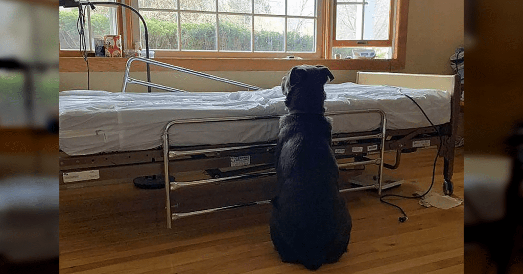 Trauriges Foto geht um die Welt Hund wartet neben leeren Krankenbett, in dem sein Besitzer starb