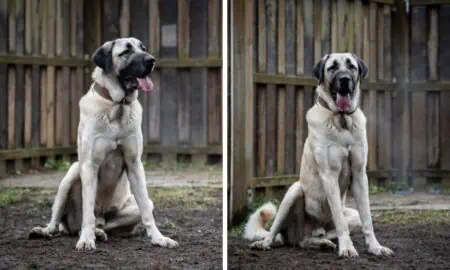 Trauriges Leben Kangal ist im Tierheim erwachsen geworden Wer gibt “Alfi” eine 2. Chance