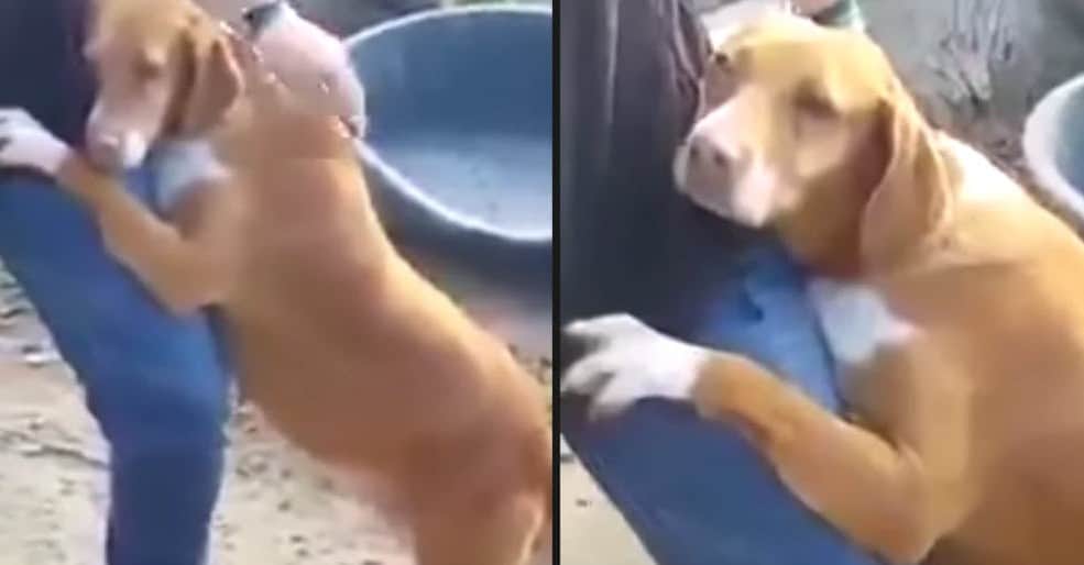 Trauriges Video geht viral Reporter besucht Tierheim, als ein Hund sich dann sein Bein klammert…