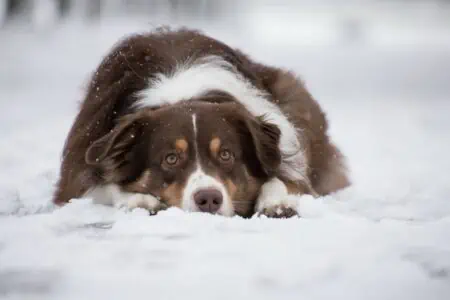 Video Wie dieser Hund auf seine Kastration reagiert, sorgt für Lachtränen unter Tierfreunden