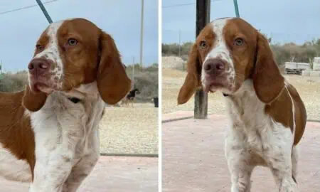 Vom Jäger ausgesetzt, weil er nicht gut genug war Trauriger Spaniel-Mix “Billy” sucht eine Familie