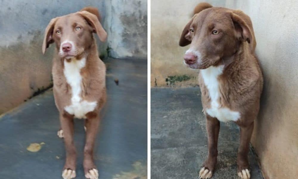 Von anderen Hunden im Zwinger gemobbt, weil sie “zu schwach” ist - Soia sucht DRINGEND neues Zuhause