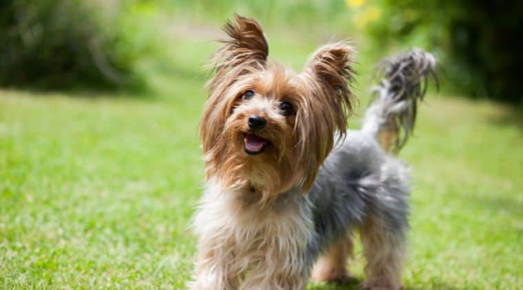 Wie Viel Kostet Ein Yorkshire Terrier Was kostet ein Yorkshire Terrier? Alle Kosten & Preise erklärt!