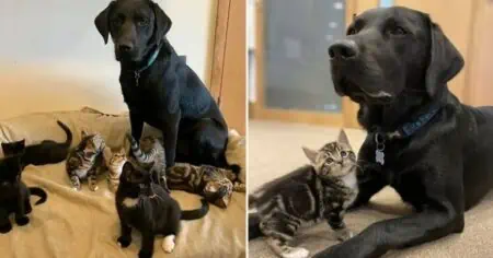 Wie dieser Labrador sich um 7 verwaiste Baby-Katzen kümmert, rührt alle Tierfreunde zu Tränen