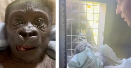 Wie sich dieser Tierpfleger um ein verstoßenes Gorilla-Baby kümmert, lässt alle Herzen schmelzen