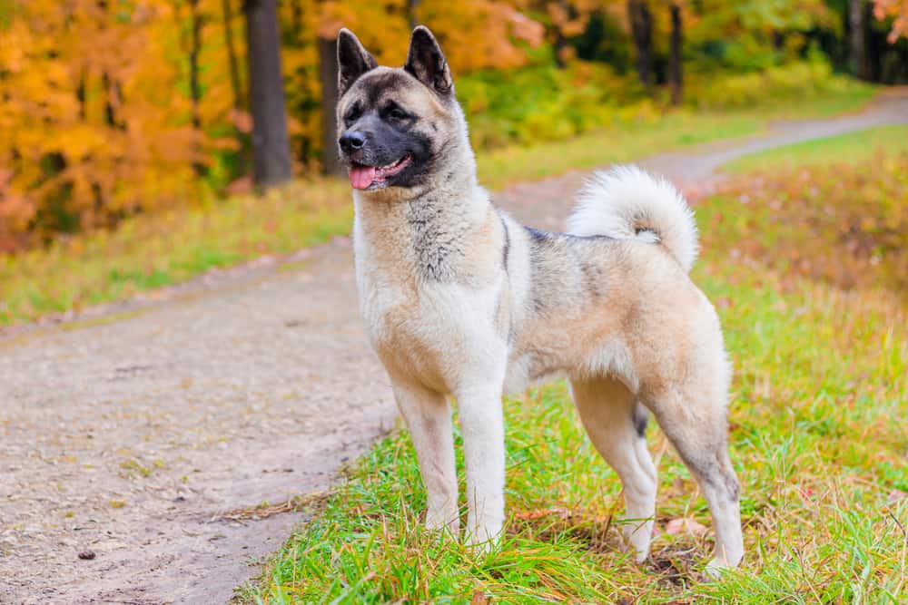 american akita
