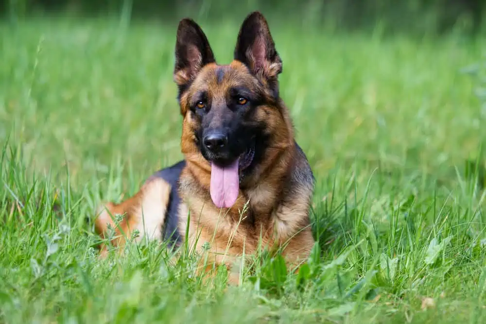 bekannte hunderassen, deutscher schäferhund