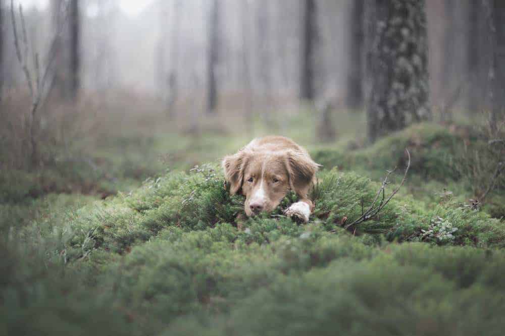 In einem nahen Waldstück tötete der Jäger seinen Junghund nach einem Beißvorfall. / Symbolfoto: Canva (Anna-av).