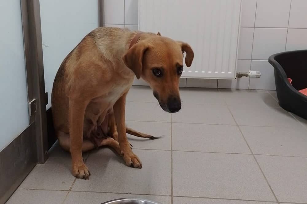 Hat jemand einen aus dem Tierschutz geretteten Hund an der Kette ausgesetzt? / Foto: Tierheim Stadt Baden