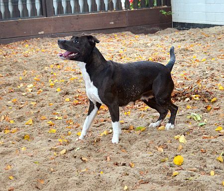 Listenhund? Vielleicht. Wunschlistenhund? Definitiv!