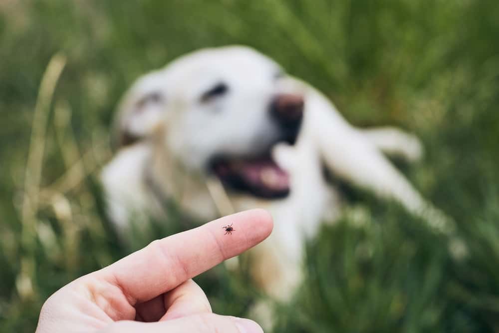 Hund hat Zecke gefressen? Mögliche Folgen & was zu tun ist