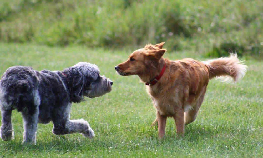 hund spielt mit anderen hunden