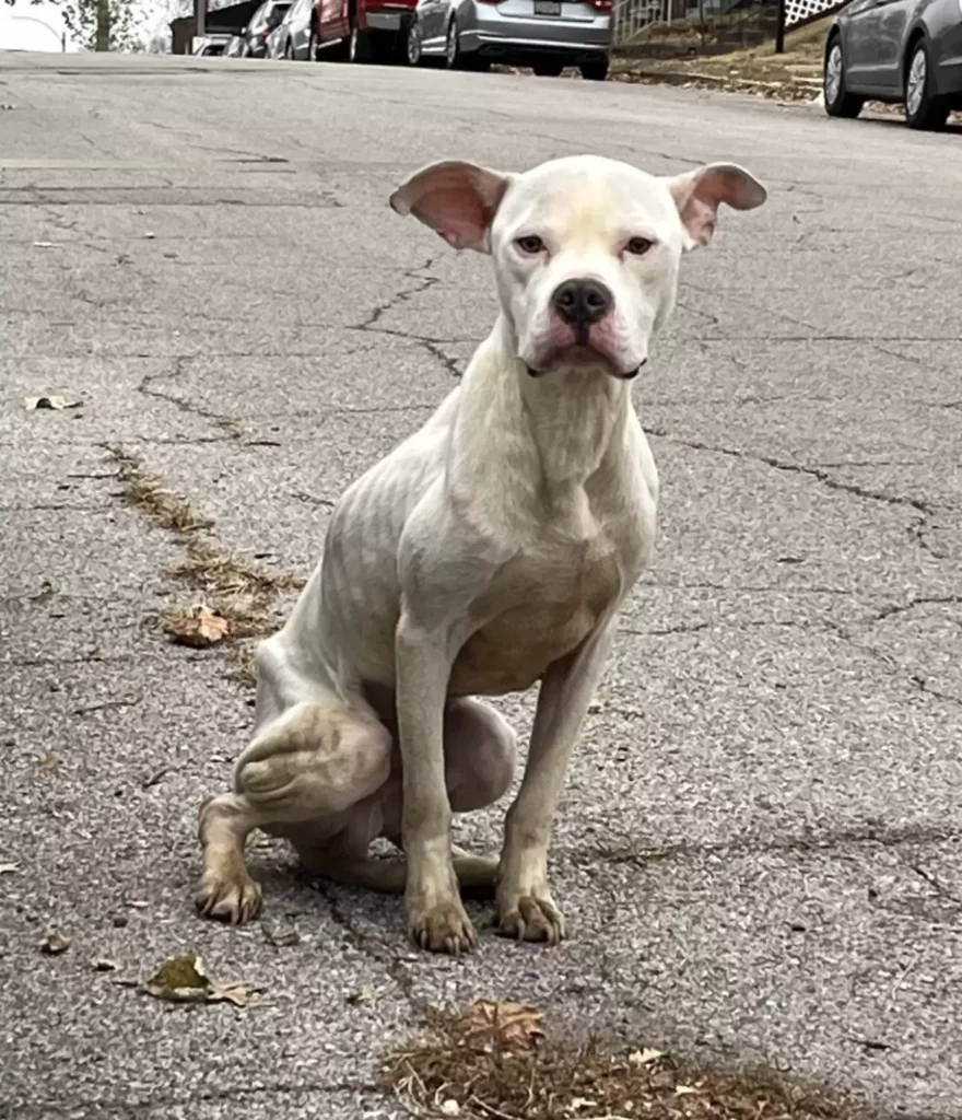 STRAY RESCUE OF ST. LOUIS
