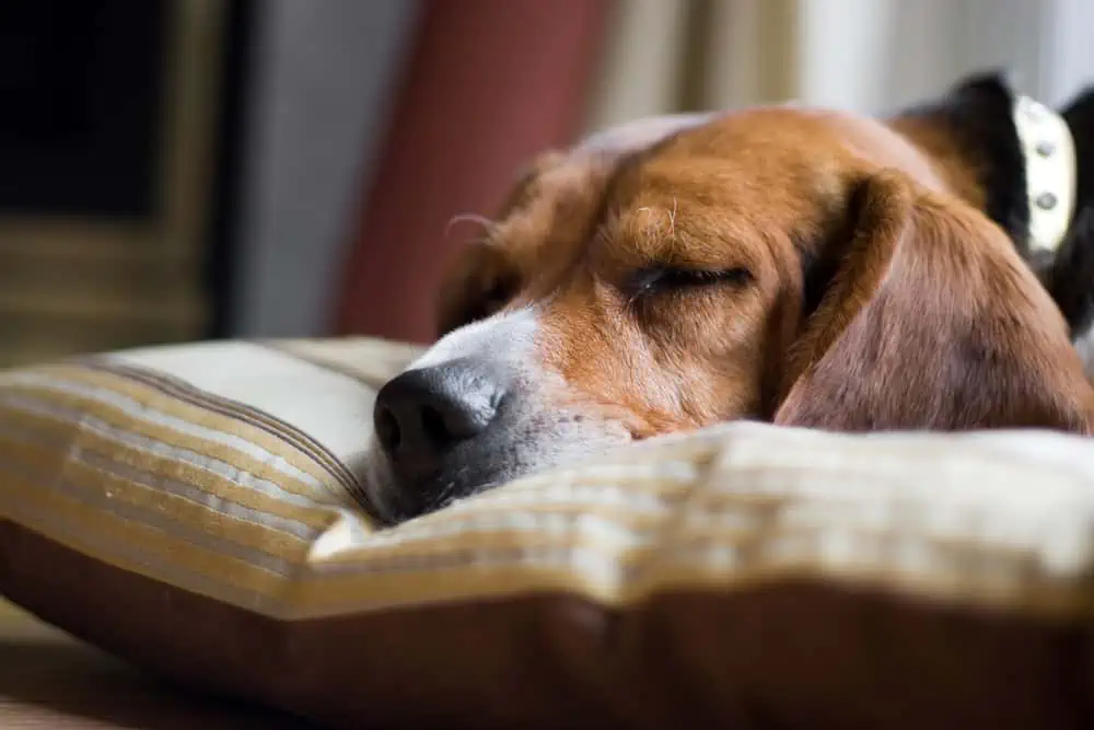 traumeel hund, hund müde schläft